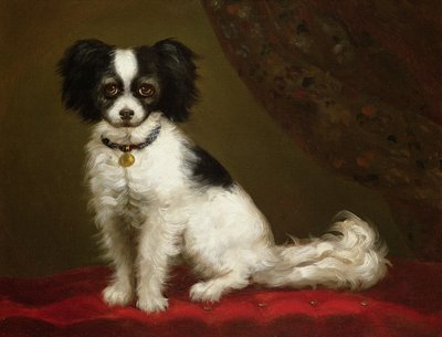 Portrait of a Spaniel by Unbekannt Unbekannt